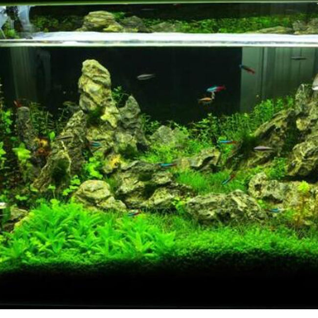 Aquarium Plant Aquatic Water Grass Decoration as Garden Fish Tank Foreground Plant